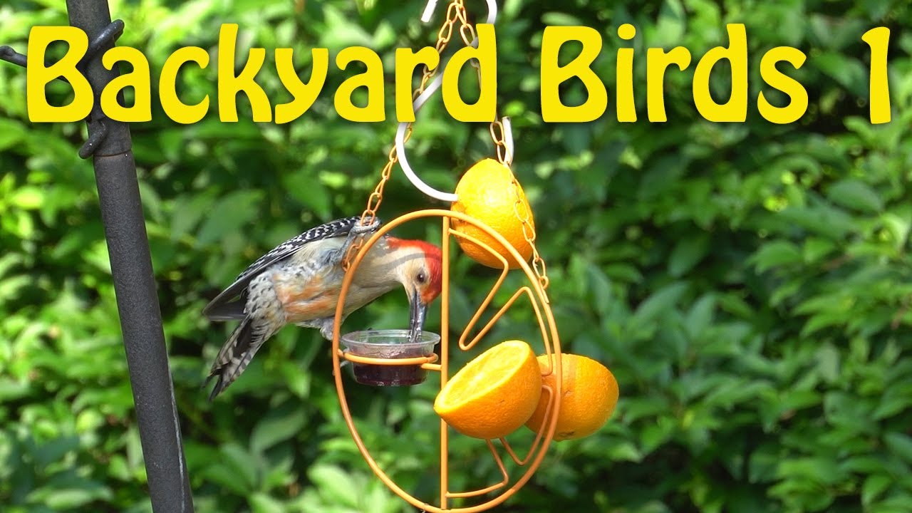 backyard birds 1