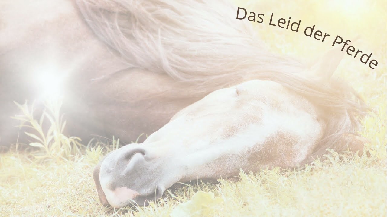 Tierkommunikation – Das Leid der Pferde 🐎