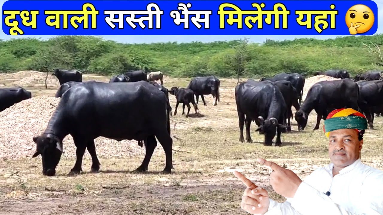 10 से 15 किलो दूध वाली भैंस मिलेंगी यहां 🤔। Heavy #Milker Buffaloes At Cheap Price