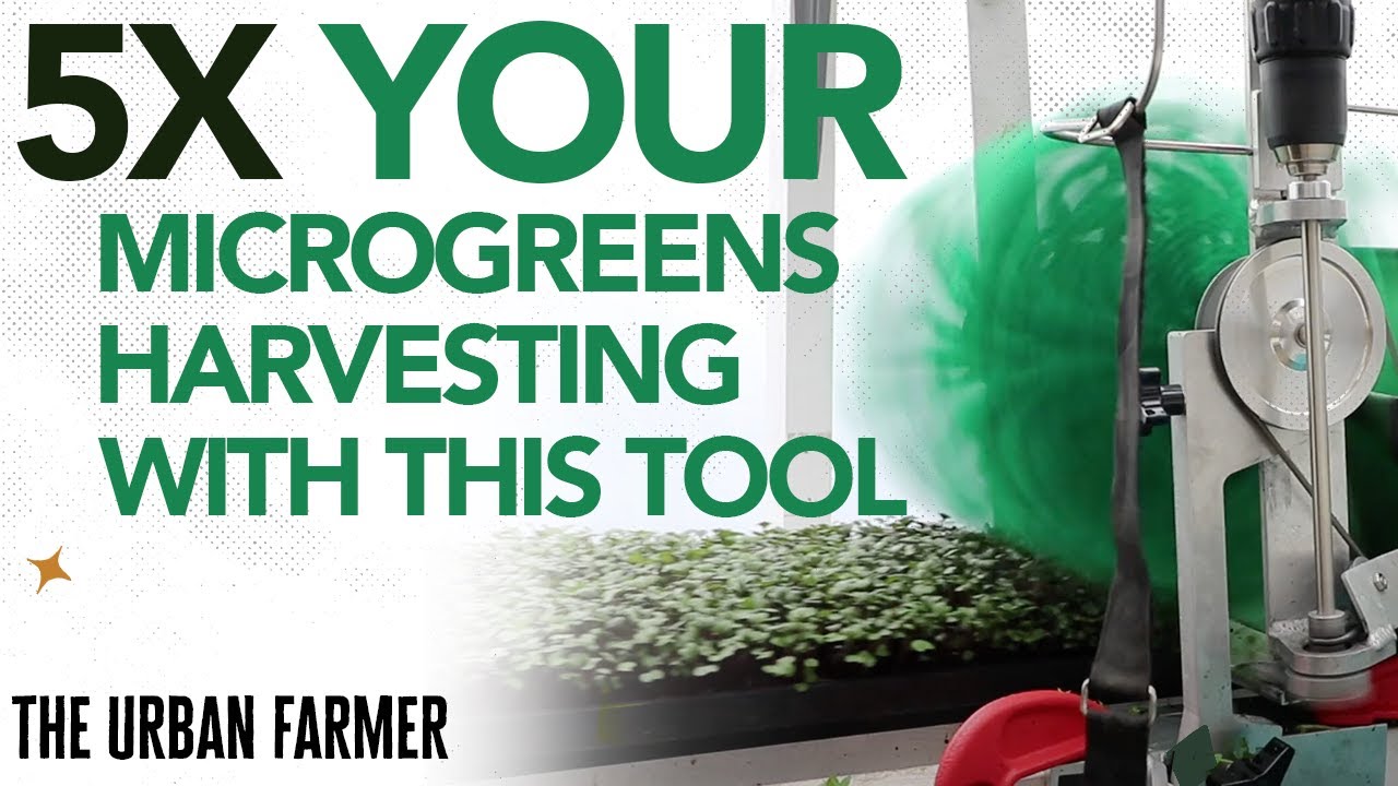 THIS Is How We Achieved 5X Increase In Microgreens Harvesting Speed!