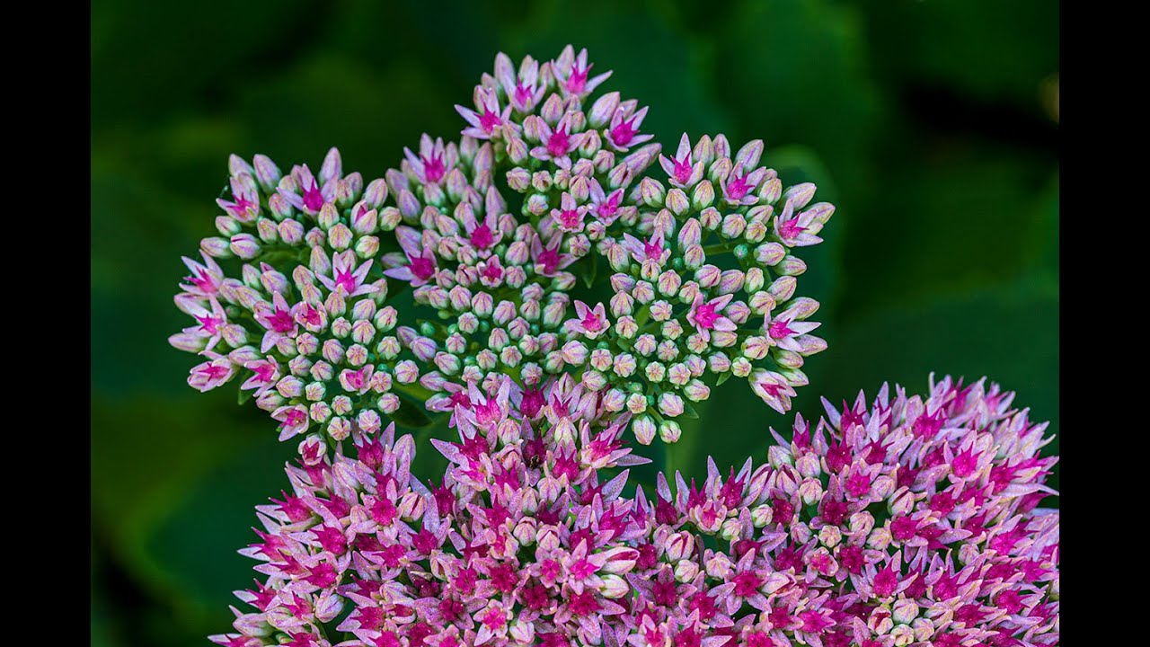 Macro Photography Tips - Autumn Flower Photography Inspiration