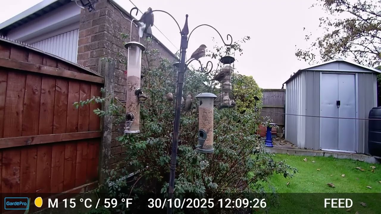 Sparrows Feeding, Autumn 2025 part 2