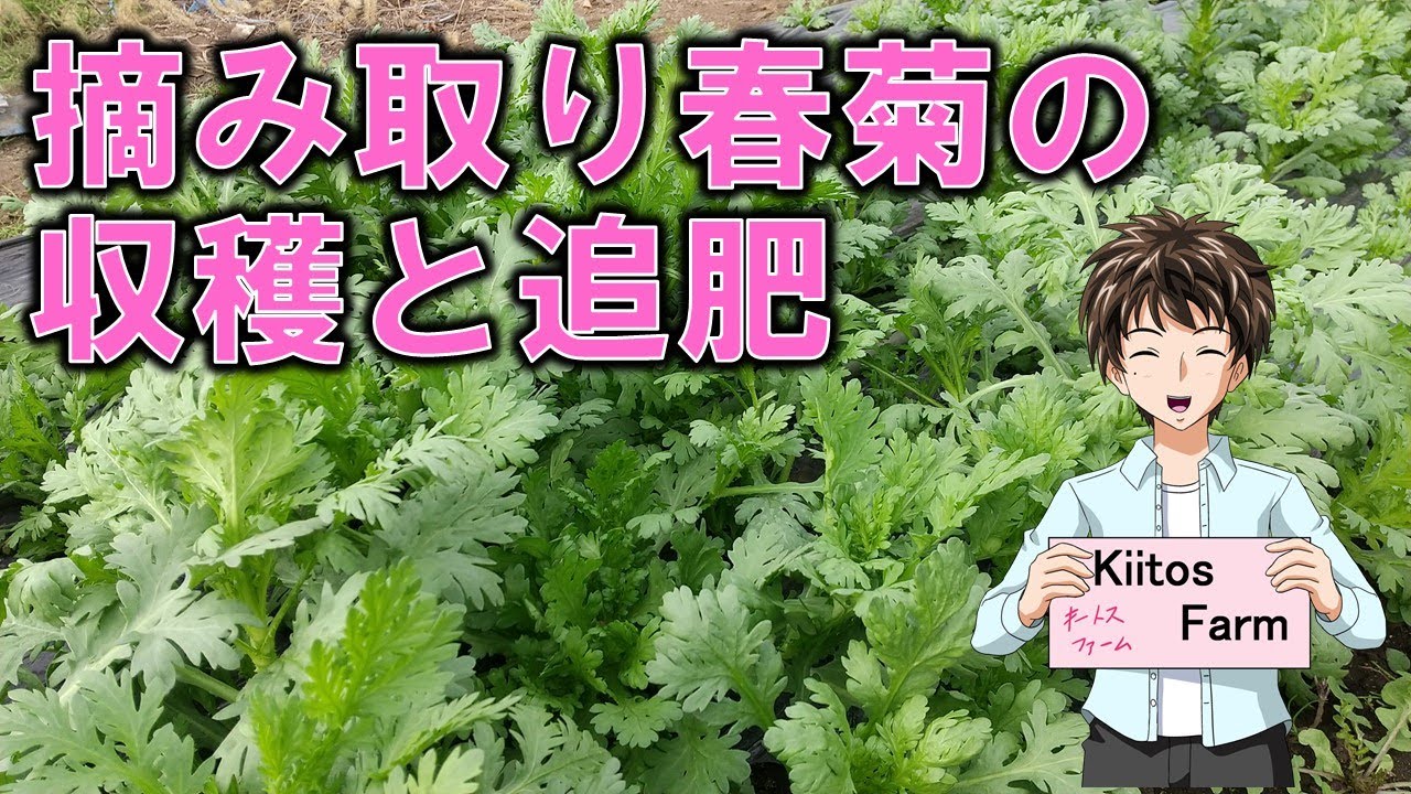 【摘み取り春菊の収穫と追肥】葉物は相変わらず安いですが、鍋需要が上がる事を信じて、春菊を収穫していきます。