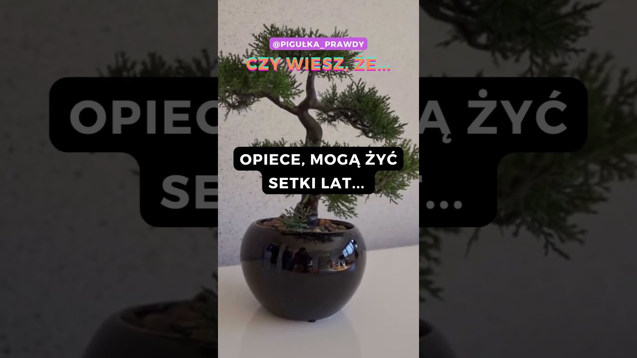 Jak długo mogą żyć drzewka Bonsai? #ciekawostki #nauka #bonsai #wiedza  @Pigułka Prawdy #155