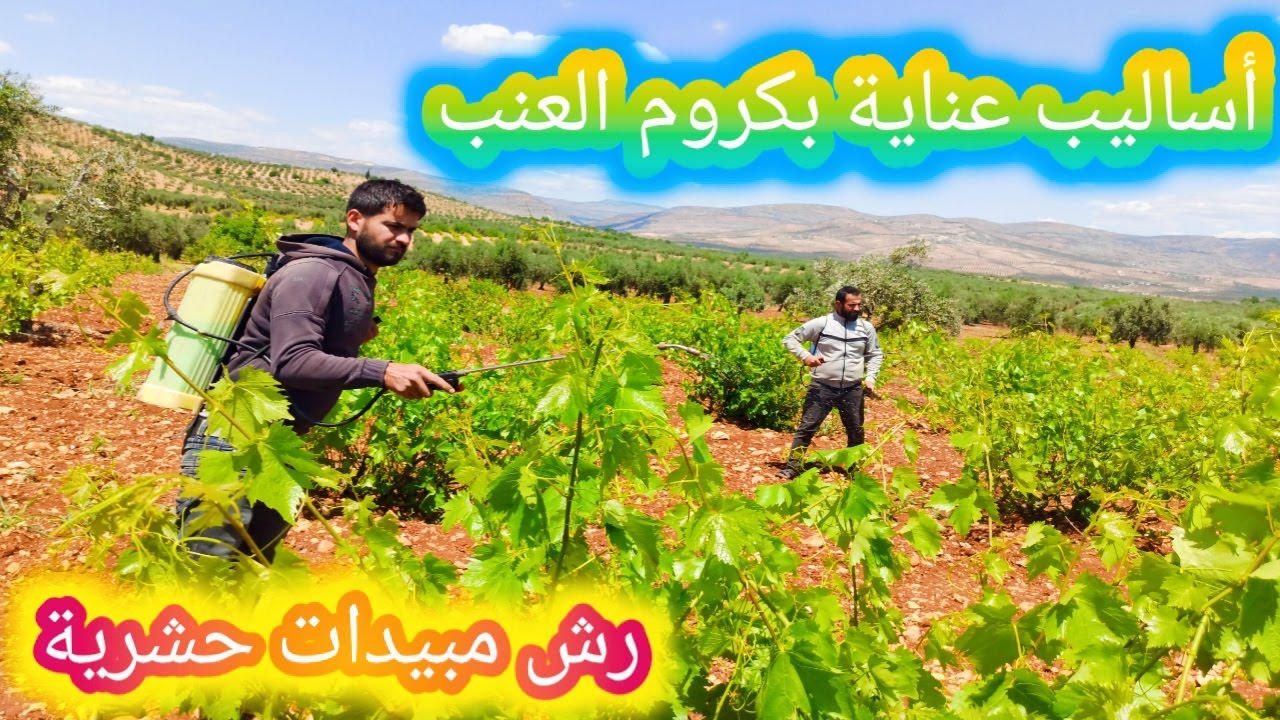 فلوق بين الطبيعة اليوم رشينا دوا على كروم العنب (مبيدات حشرية)هي إحدى أساليب العناية بدوالي العنب♥️