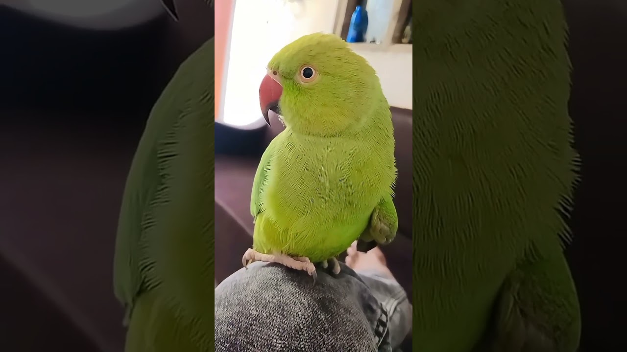 Parrot short video 📷#parrot #talkingparrot