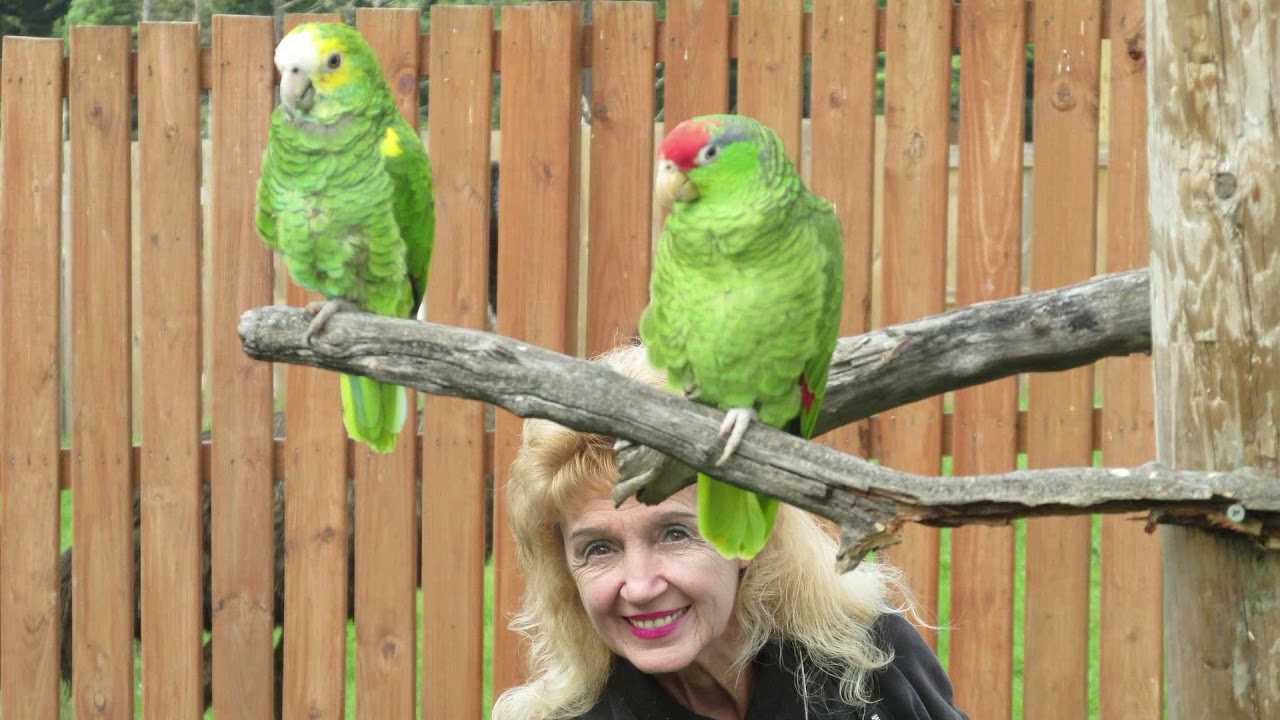 Animal Adventure Park by Maria Rose   HD