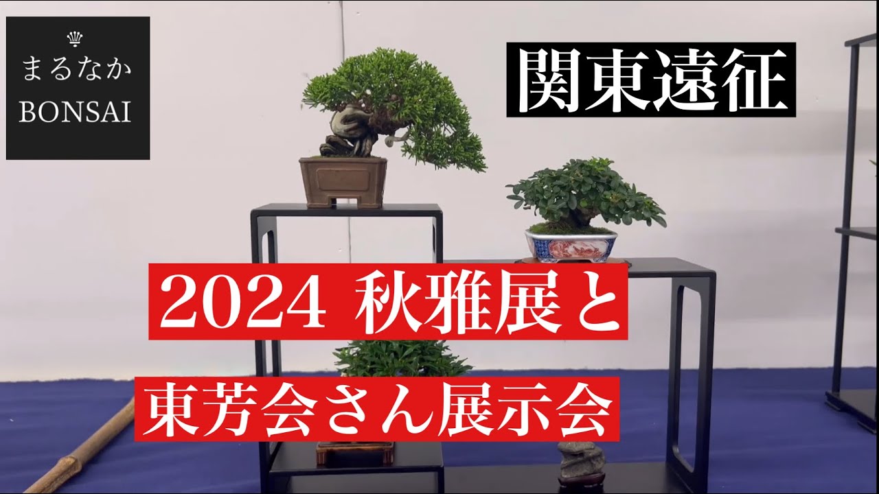 #395 秋雅展2024と東芳会さん展示会。　　​⁠@bonsai1007             【ミニ盆栽】
