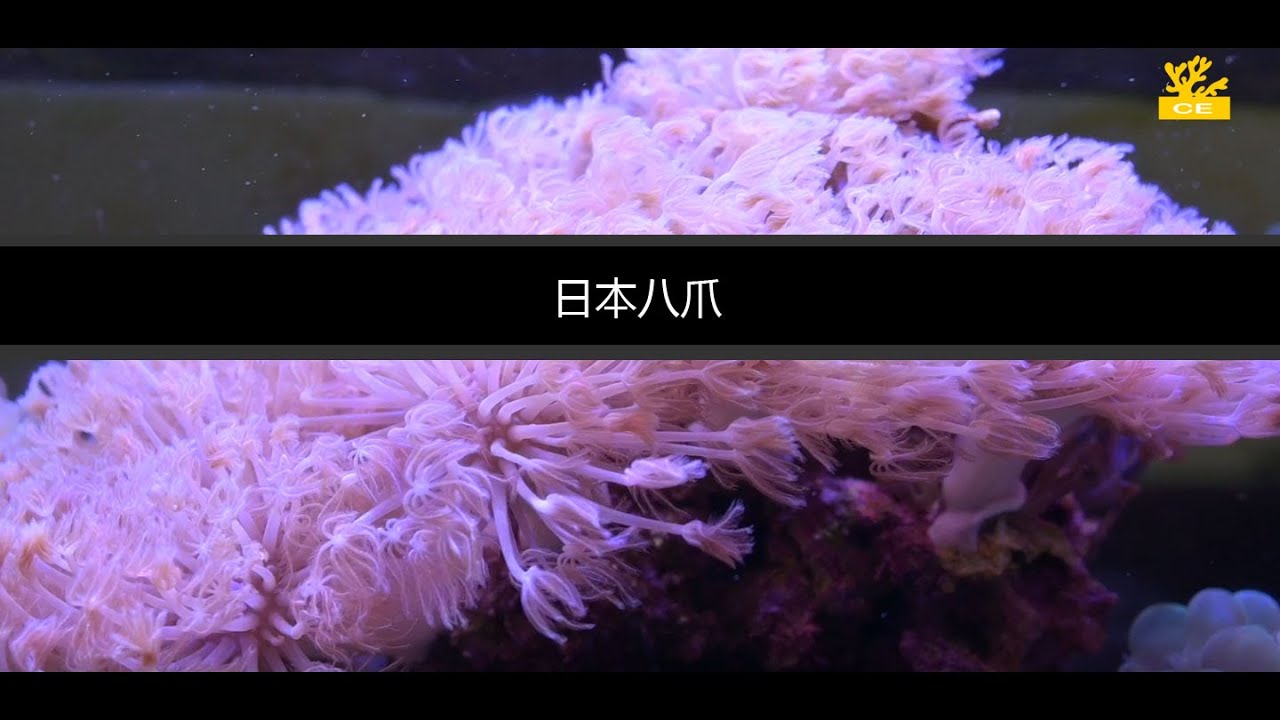第二章 第9集 海水珊瑚 日本八爪