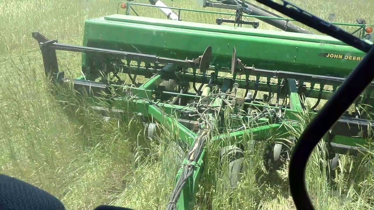 Farmer plants soybeans into 6 foot tall cereal rye.  Will it work?