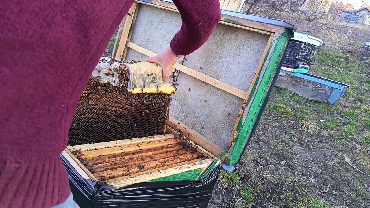 Unificare familii de albine