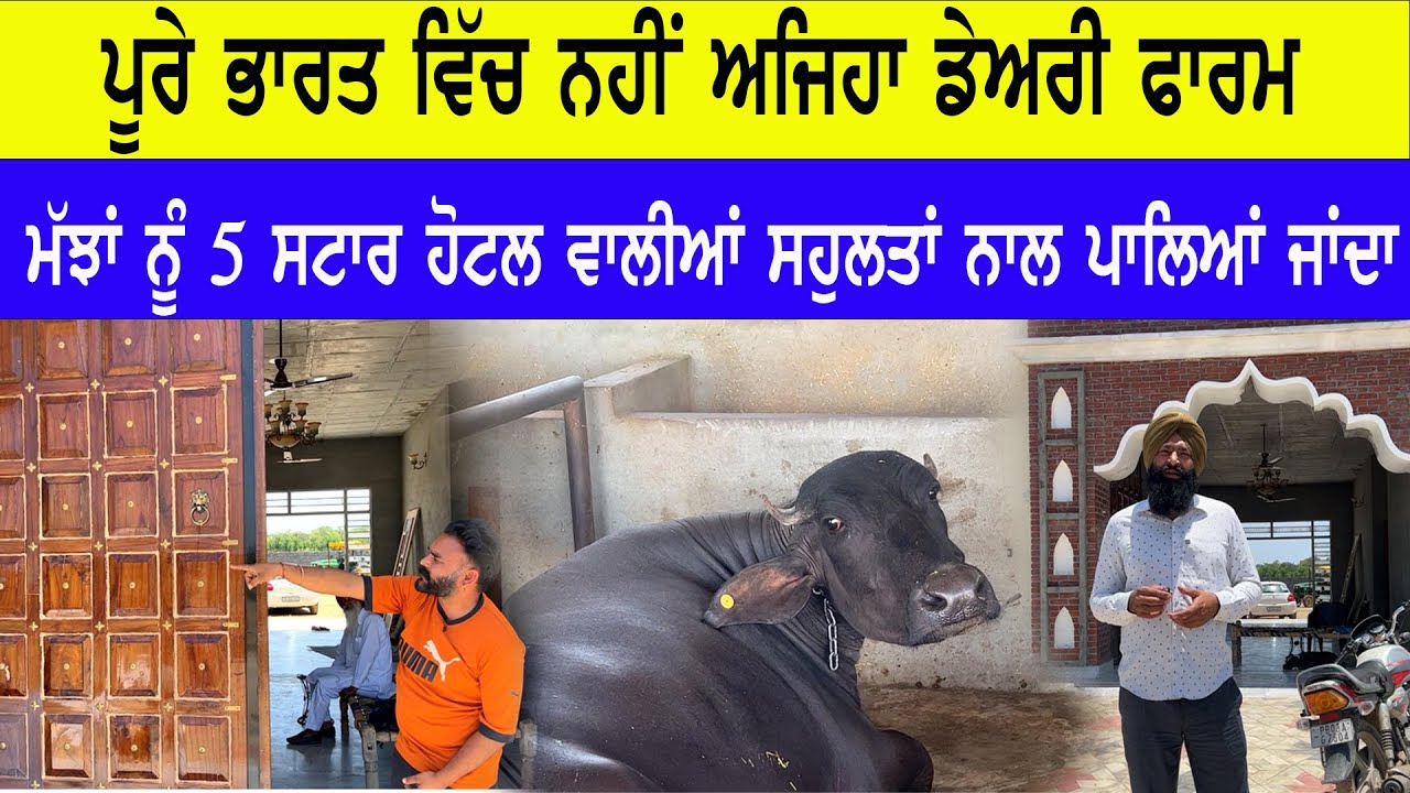 ਭਾਰਤ ਦਾ ਇੱਕੋ ਇੱਕ  ਅਨੋਖਾ ਡੇਅਰੀ ਫਾਰਮ ਜਿੱਥੇ  ਮੱਝਾਂ ਨੂੰ ਸਿੱਧੂ ਮੂਸੇਵਾਲਾ ਦੇ  ਗੀਤ ਸੁਣਾ ਕੇ ਦੁੱਧ ਚੋਂਦੇ