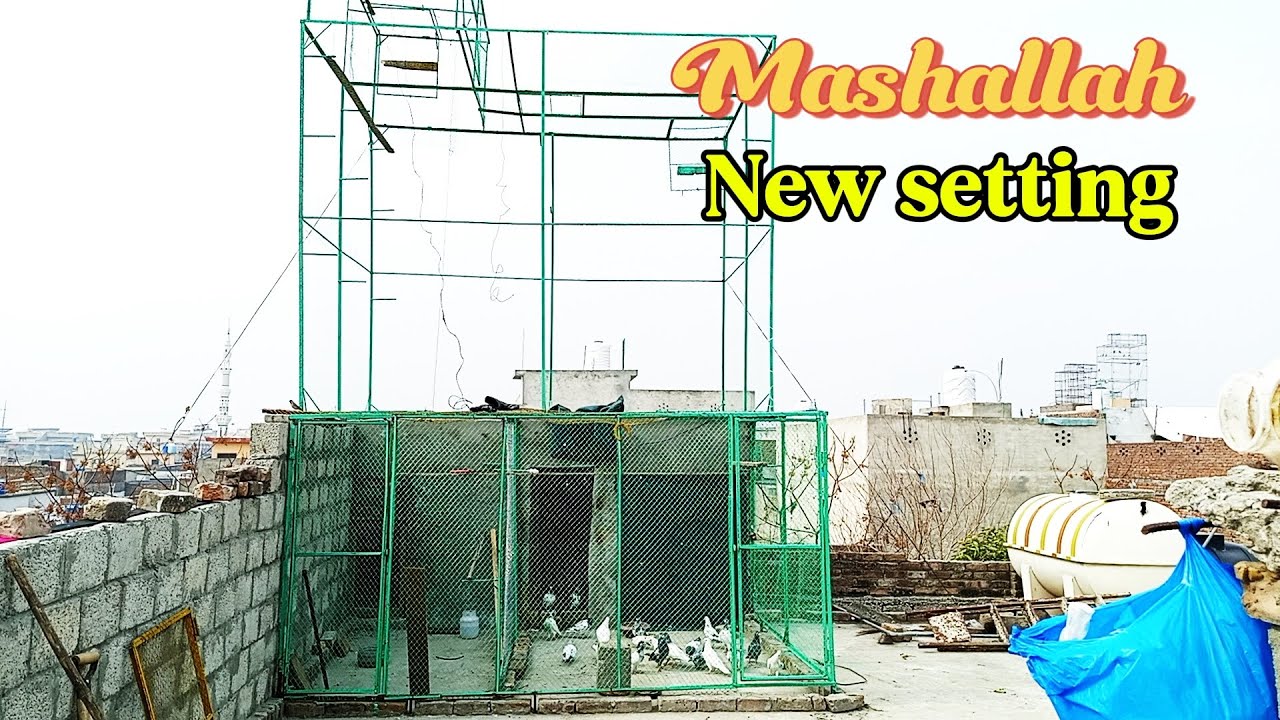 All new settings || MALIK JAWAD PIGEON club 