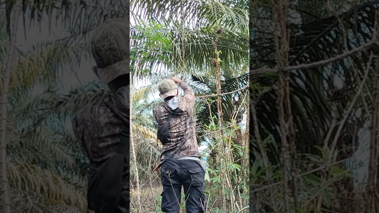 tutorial merakit tempat pikat ranting di dalam kebun sawit ‼️ pikat ranting #tekukurpasaman