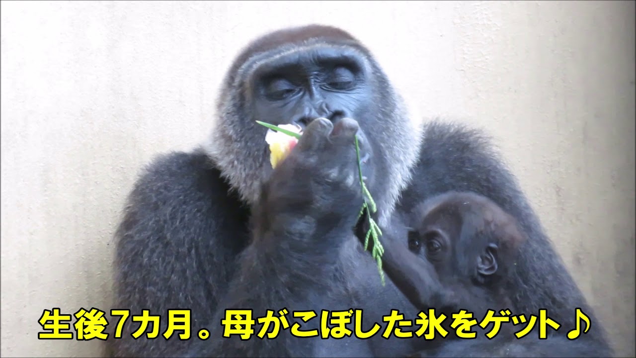ゲンタロウ・キンタロウ誕生日2019ver