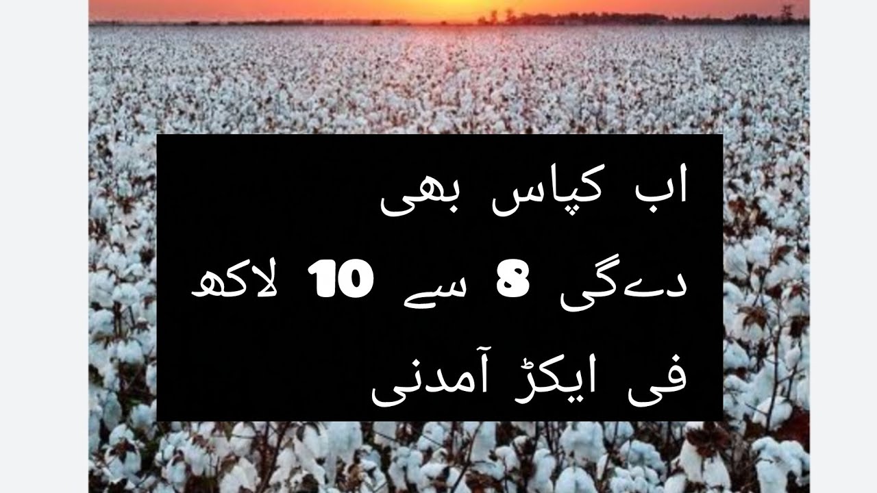 Cotton BUMPER Yield Formula