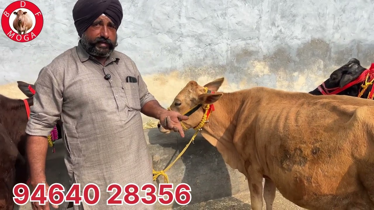 ਮੁੱਲ 35 ਹਜ਼ਾਰ 🔥5 ਸੂਈਆਂ ਵਹਿੜਾ ਵਿਕਾਊ-5 cow for sale #brardairyfarmmoga 