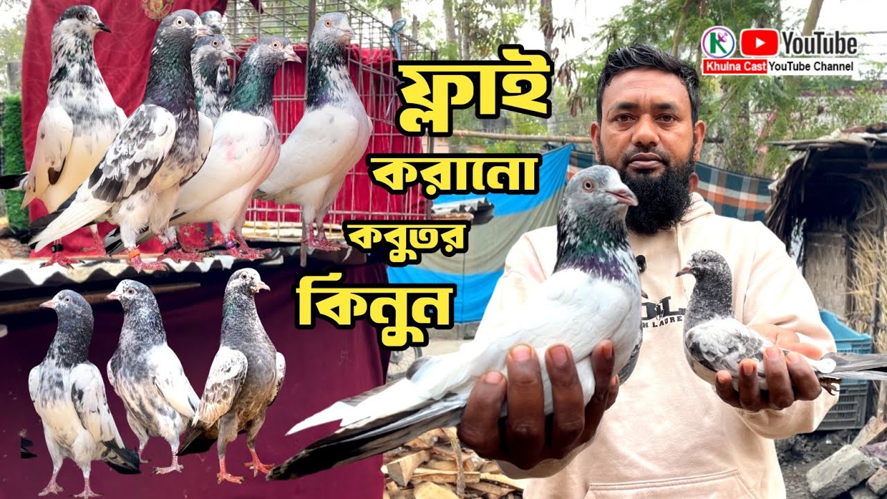 উড়ানো কবুতর বিক্রি হবে।।টুর্নামেন্টে ওড়ানো কবুতর।। high flying pigeon sale #pigeon #pigeonsale 