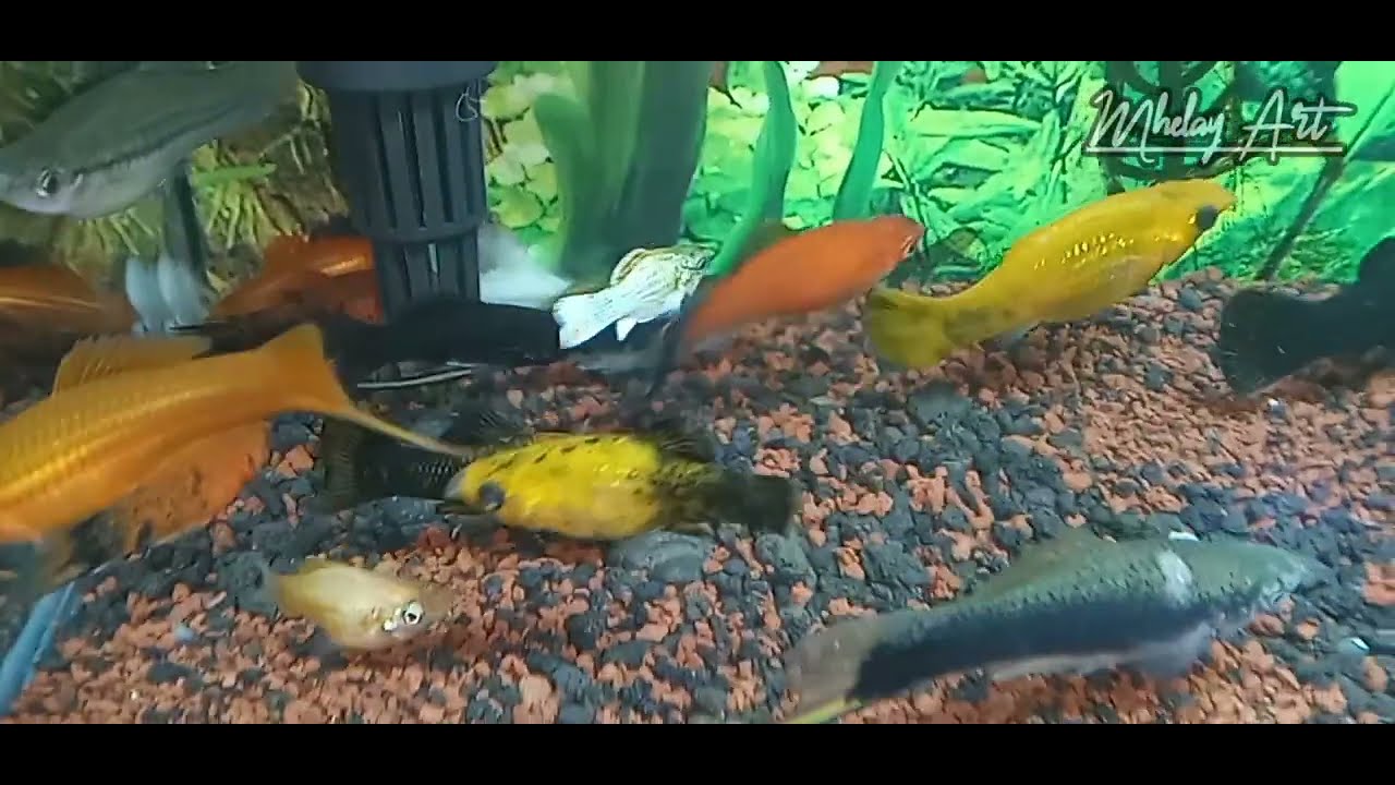 Filter Gantung di Tank 40cm - PlatyFish