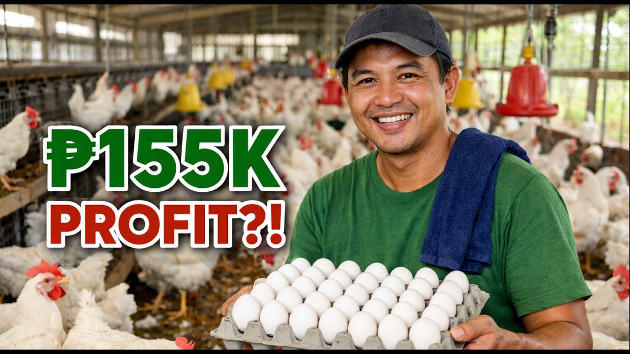₱155,000 Profit Per Cycle? Ready-To-Lay Chicken Business FULL Breakdown (Real Numbers)