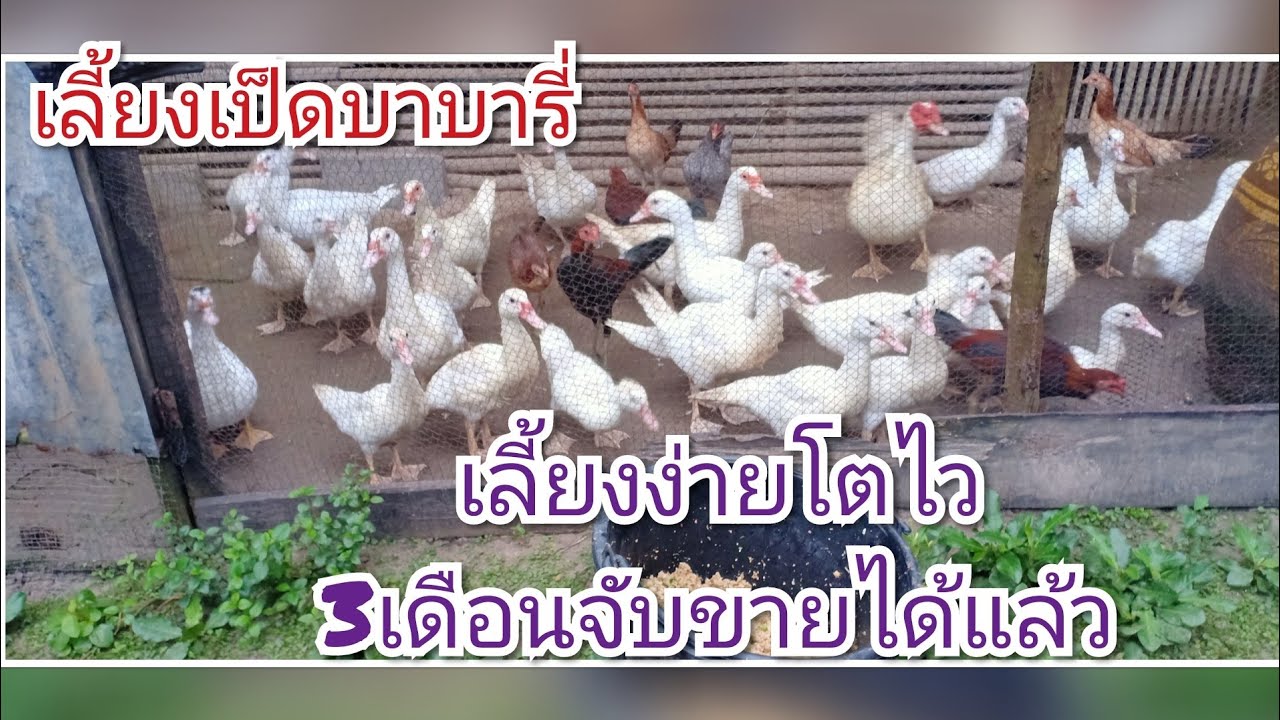 เลี้ยงง่ายขายคล่องต้องเป็ดบาบารี่โตไว3เดือนจับขายได้แล้ว