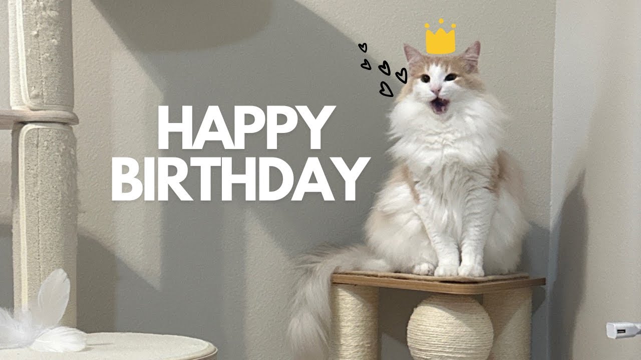 🩷Happy holiday🎄Birthday🩵 너무나 소중한 나의 고양이 이야기_2(의인성 쿠싱증후군, 비만세포종 수술 후기) 노르웨이숲 고양이