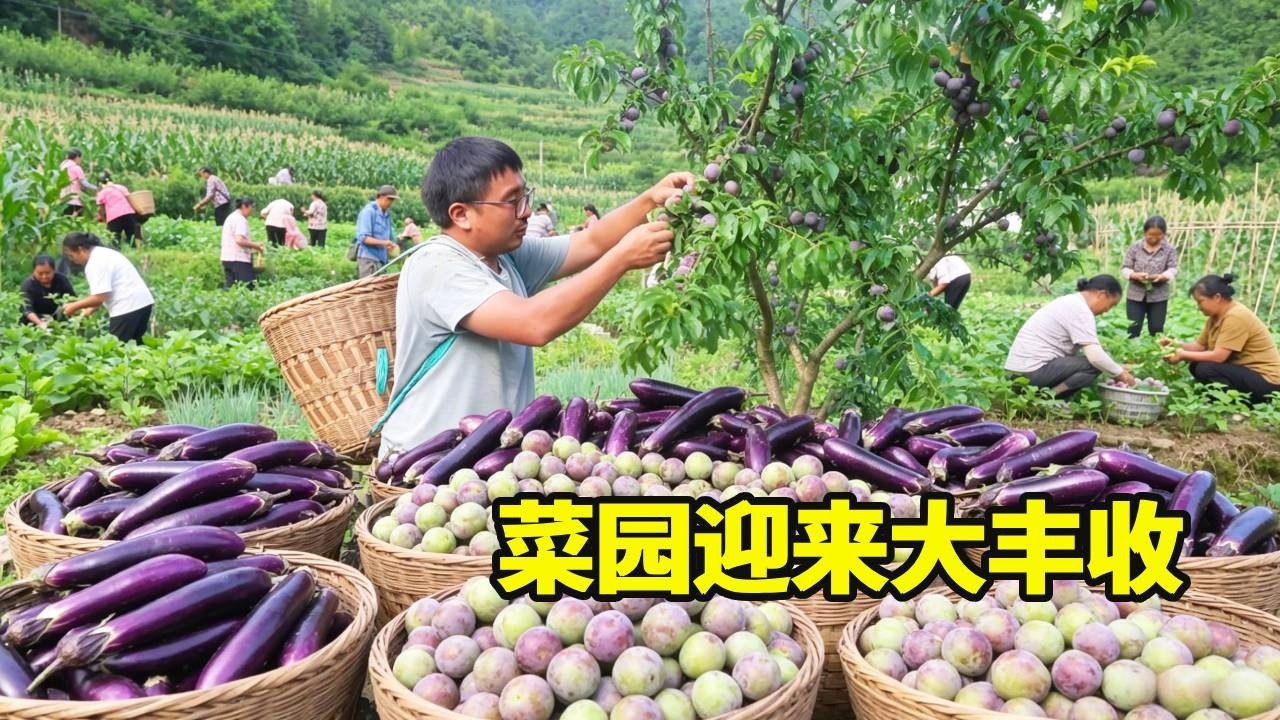 妈妈种的菜园迎来大丰收，李子挂满枝头吃到过瘾，冬宝摘些茄子炒腊肉香气扑鼻！【湘西冬宝】