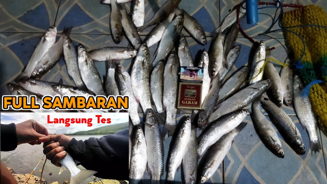 RAHASIA..!! CARA MEMBUAT UMPAN IKAN BELANAK PALING JITU