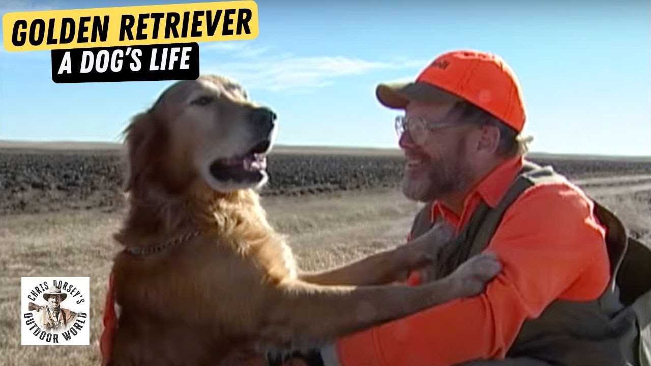 A Dog's Life - Golden Retriever