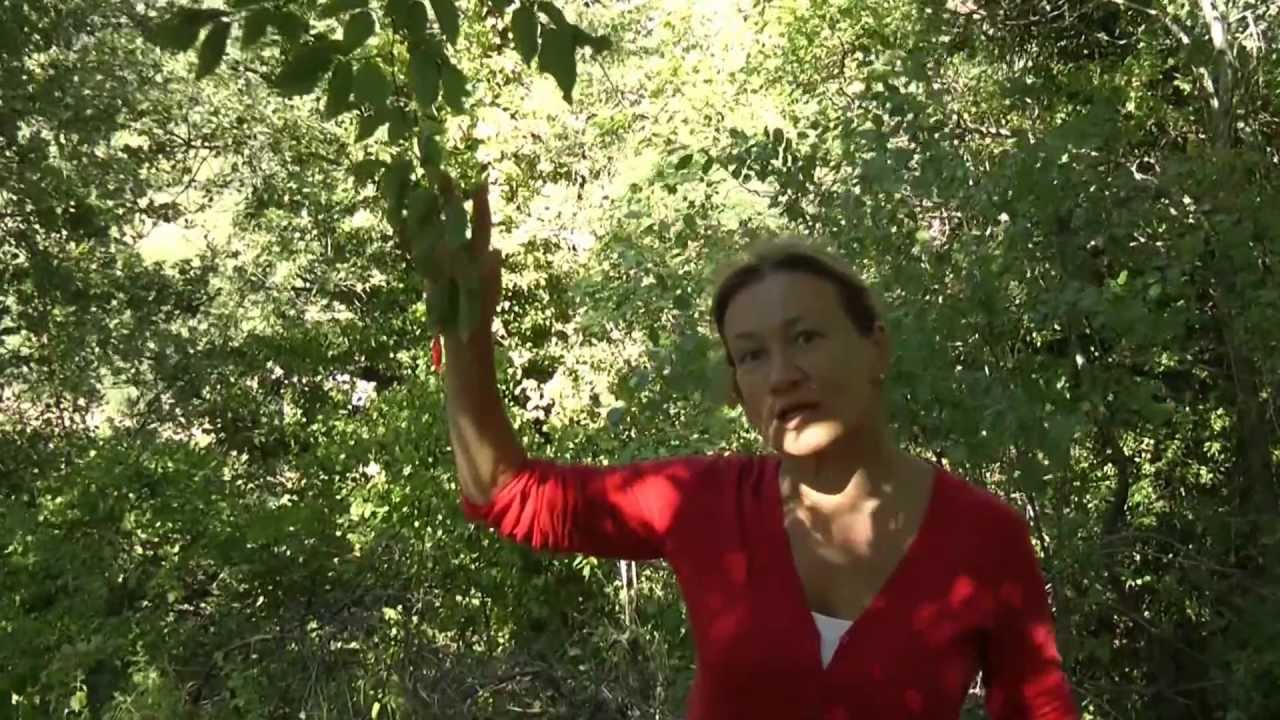 La musica delle piante (performance di Andrea Pavinato e Nedda Bonini) al Furlo