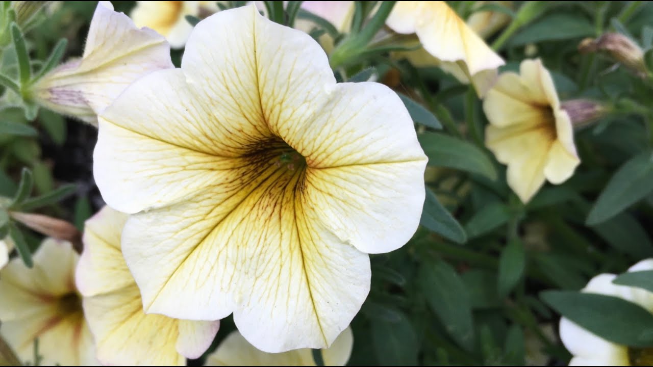 Petunia time lapse - growing petunia flowers indoors