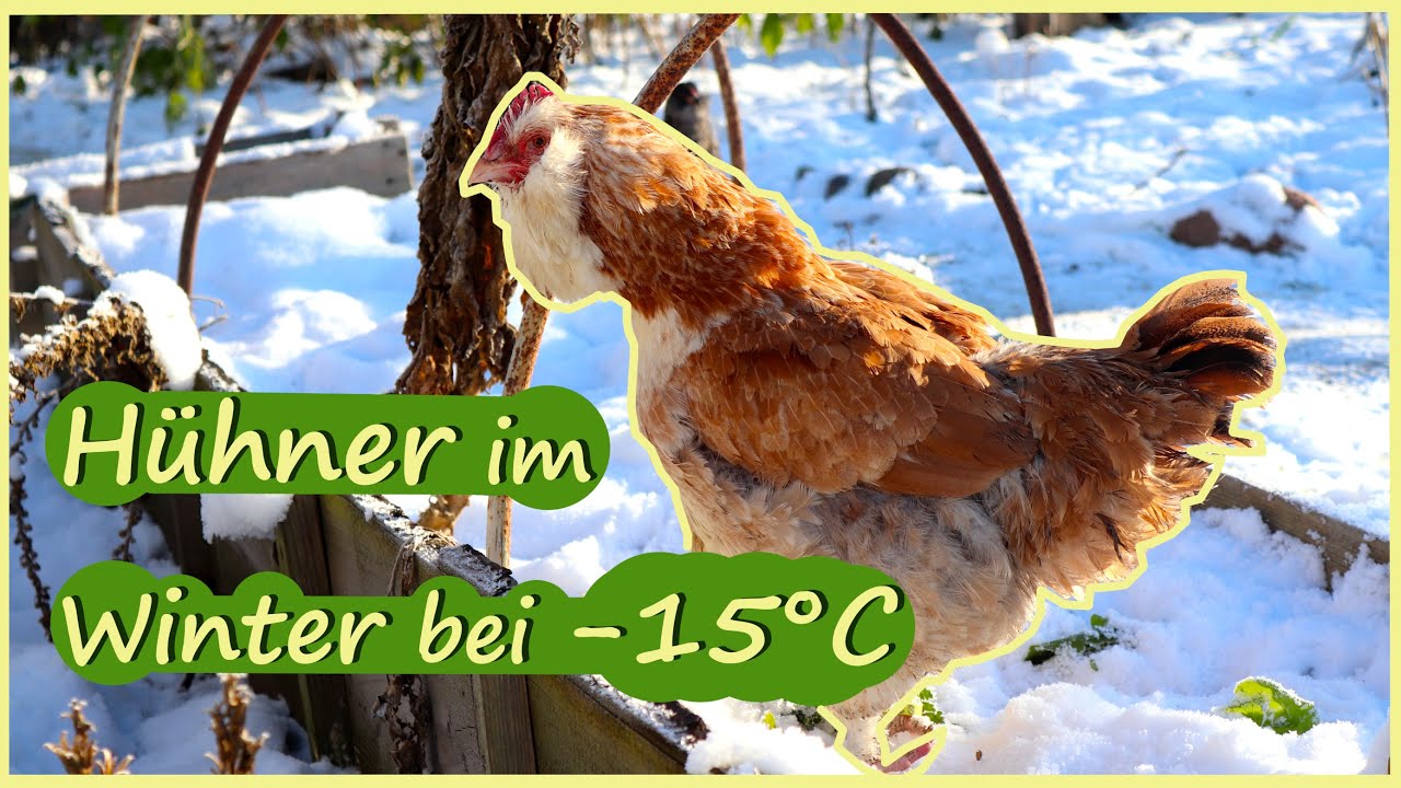 Hühner im Winter / Hühnerhaltung / Selbstversorgung