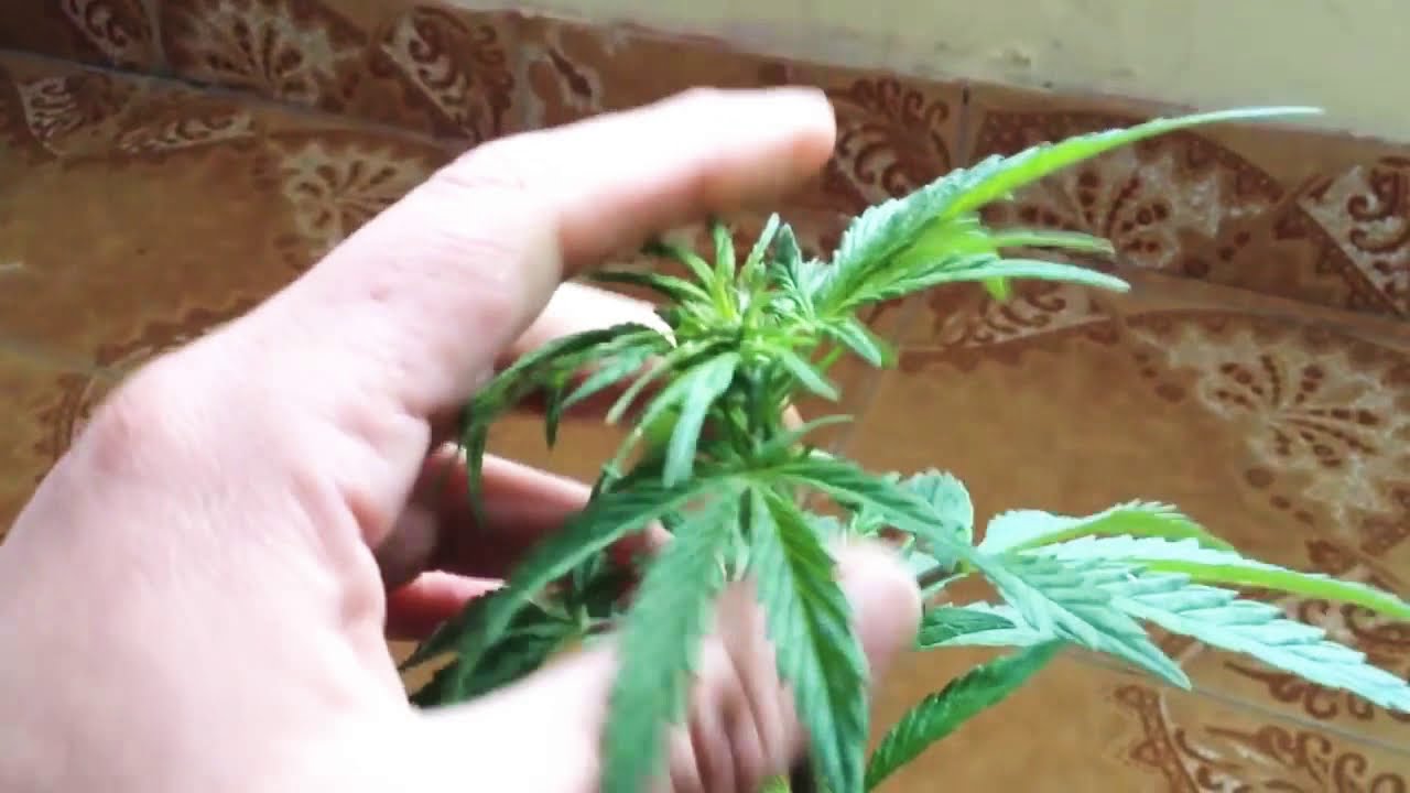 *Como saber si tu planta de marihuana🍁 es macho o hembra*