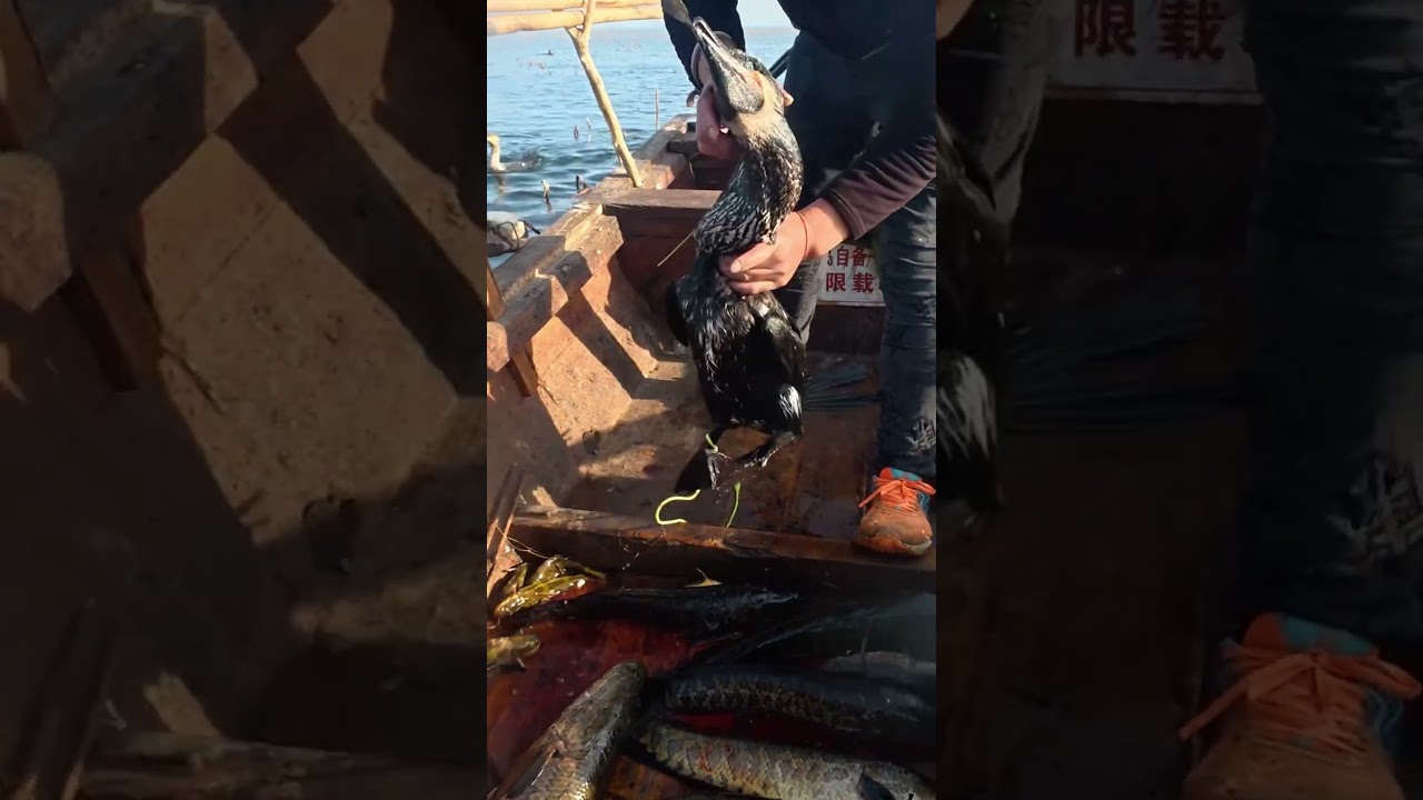 Big fish stuck in birds neck.#lakefishing #fishinglife