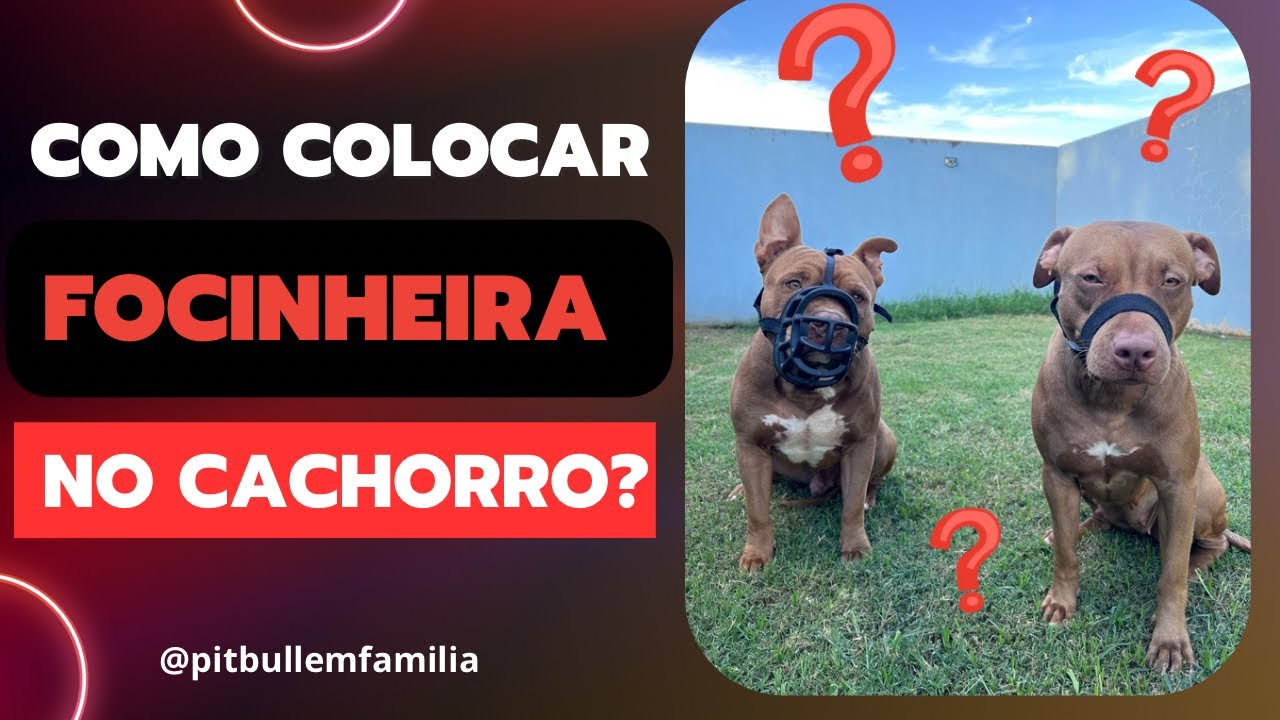 Colocando a focinheira no meu pitbull , espero que este vídeo te ajude ! #video #pitbull #animais