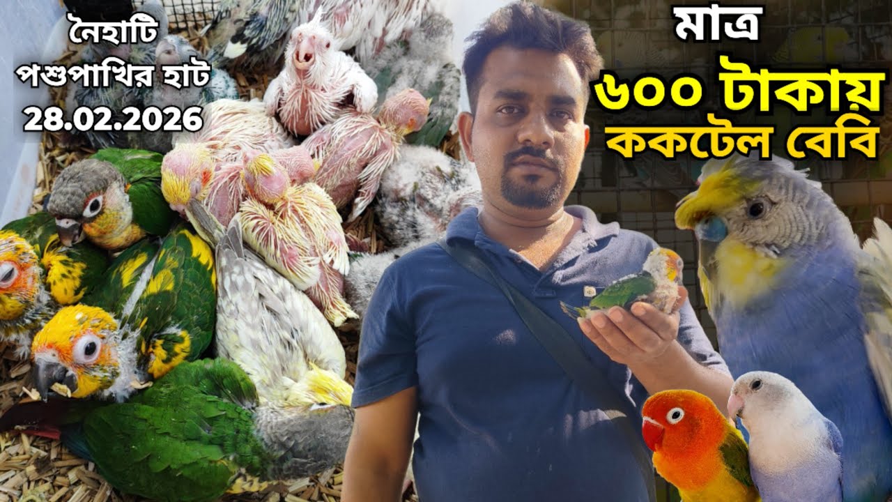 ।।মাত্র ৬০০ টাকায় ককটেল বেবি।।Part -3।।Naihati Pet Market।।Price of Cockatiel, Conure, Lovebirds।।