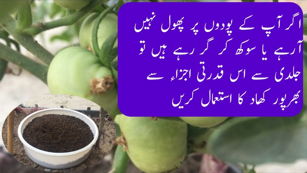 How to use vermicompost | Vermicompost kaise istemal karen |