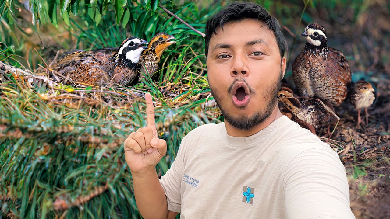 অবশেষে ববহোয়াইট কোয়েলের বাচ্চা হয়েছে | Bobwhite quail
