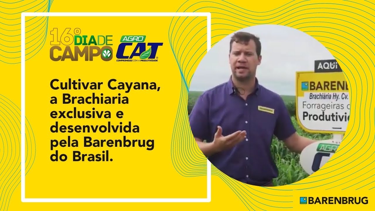 Cultivar Cayana, a Brachiaria exclusiva da Barenbrug do Brasil