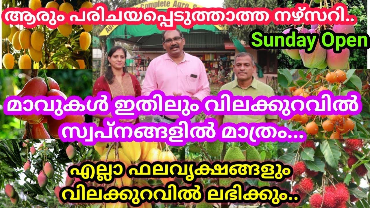 എല്ലാ ഫലവൃക്ഷങ്ങളും വിലക്കുറവിൽ ലഭിക്കുന്ന നഴ്സറി /ഡ്രമ്മിൽ ഫലവൃക്ഷങ്ങൾ  സെറ്റ് ചെയ്തുകൊടുക്കും.