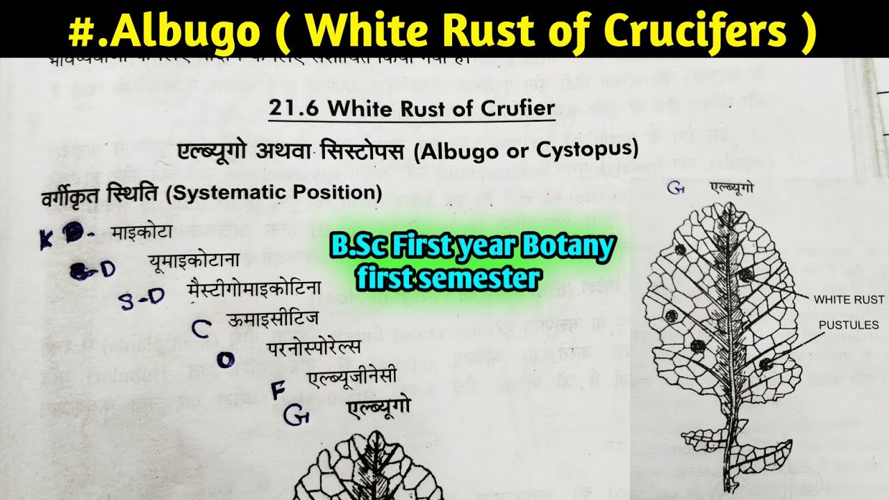 Albugo part-1 || White Rust of Crucifers || Albugo Structure and Reproduction|| B.Sc 1st year Botany