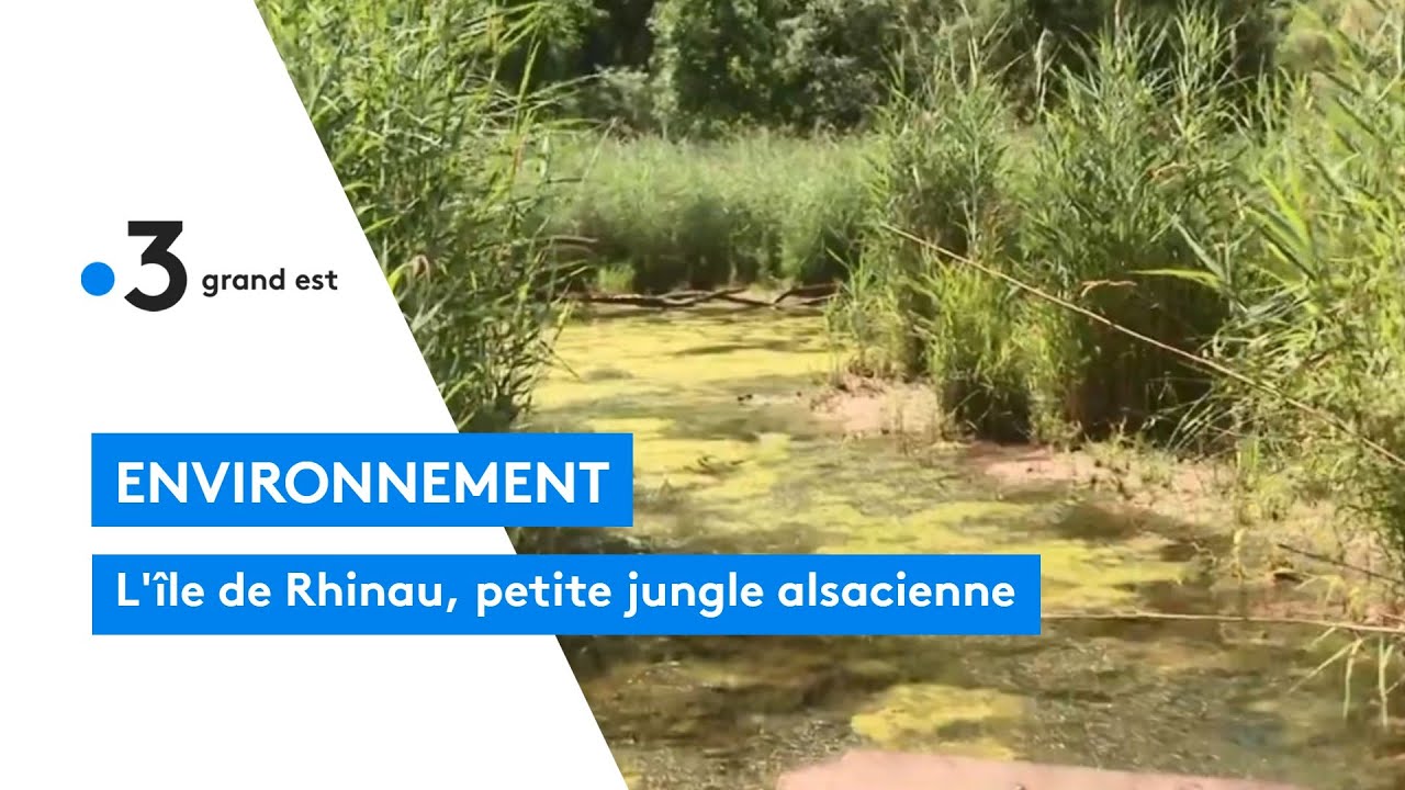 L'île de Rhinau, petite jungle alsacienne