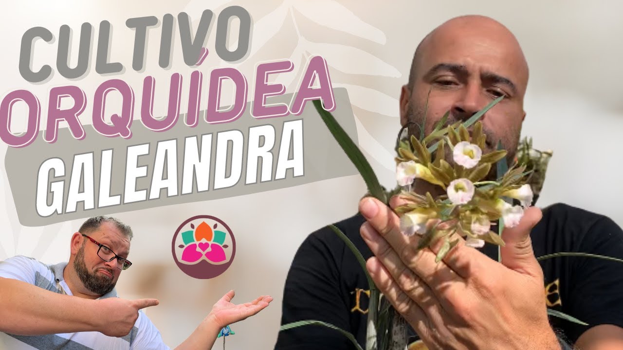 COMO cultivar GALEANDRA, uma ORQUÍDEA que parece CATASETUM