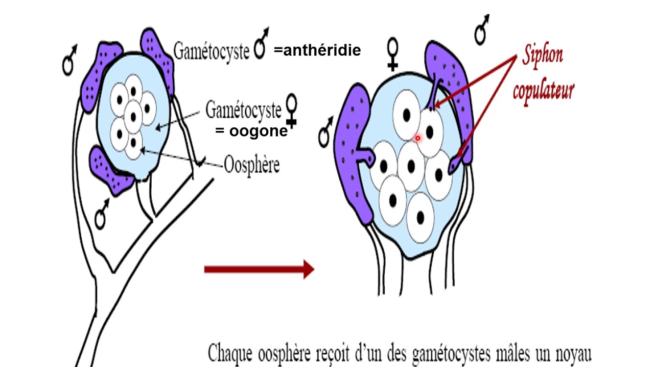 Reproduction sexuée des champignons