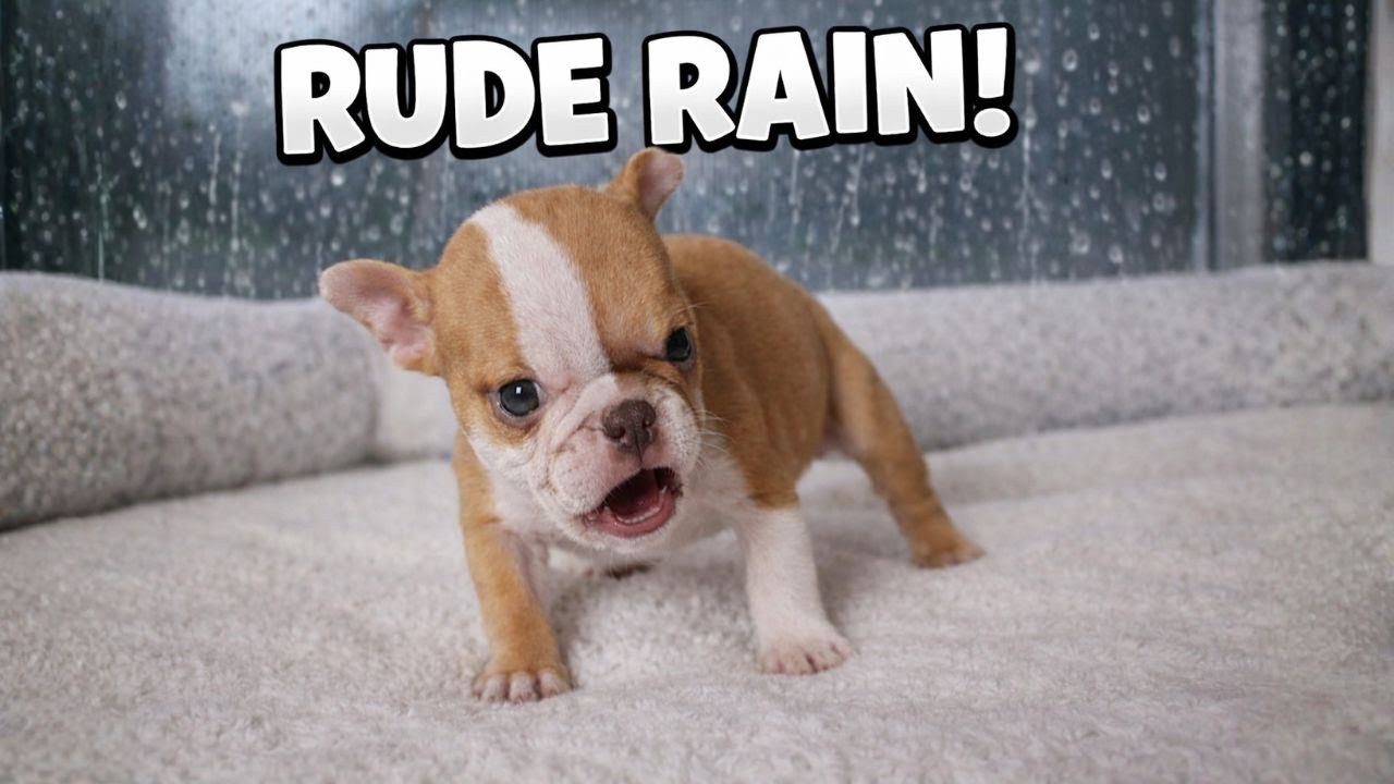 Tiny Puppy Throws a Fit When Rain Ruins Her Walk 😂🐶🌧️