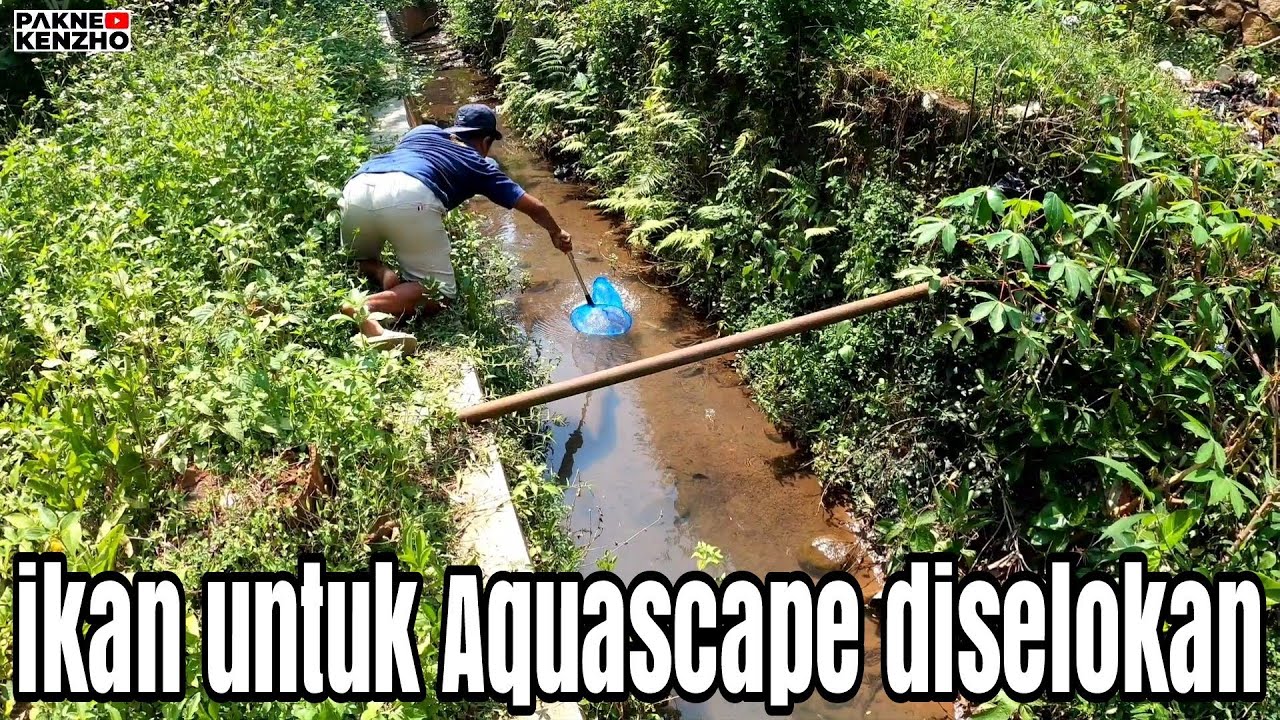 #360 Nemu ikan lucu di irigasi sawah,cantik ini buat Aquascape!!!