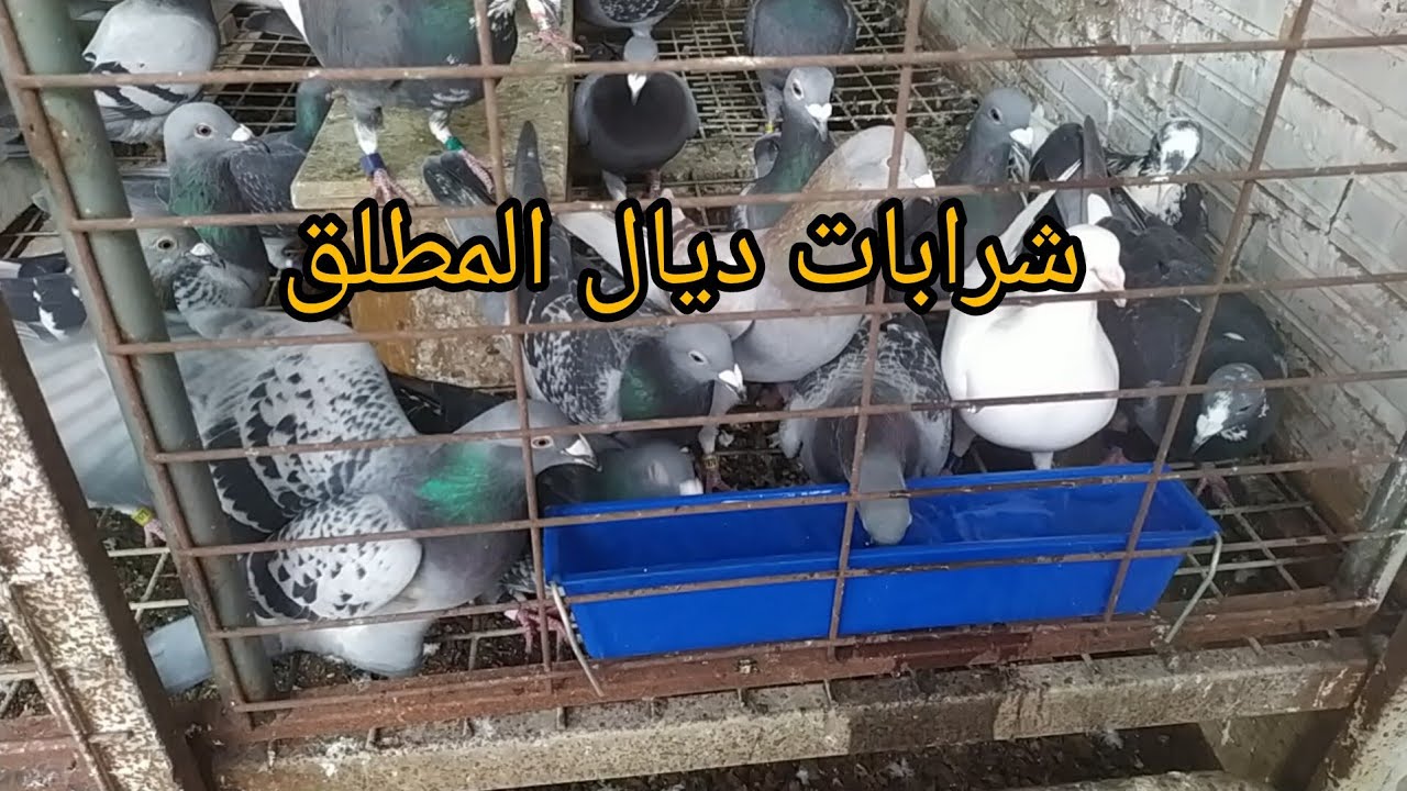 كفاش خاصك تولف حمام على شرابات ديال البوانيا شي كومونطير على نصائح التعامل مع الحمام الزاجل 