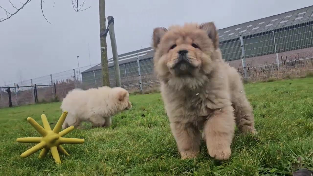Chow-chow pupsenzo.be geboren in Belgie chip 6401,6868 en 7024 🥰