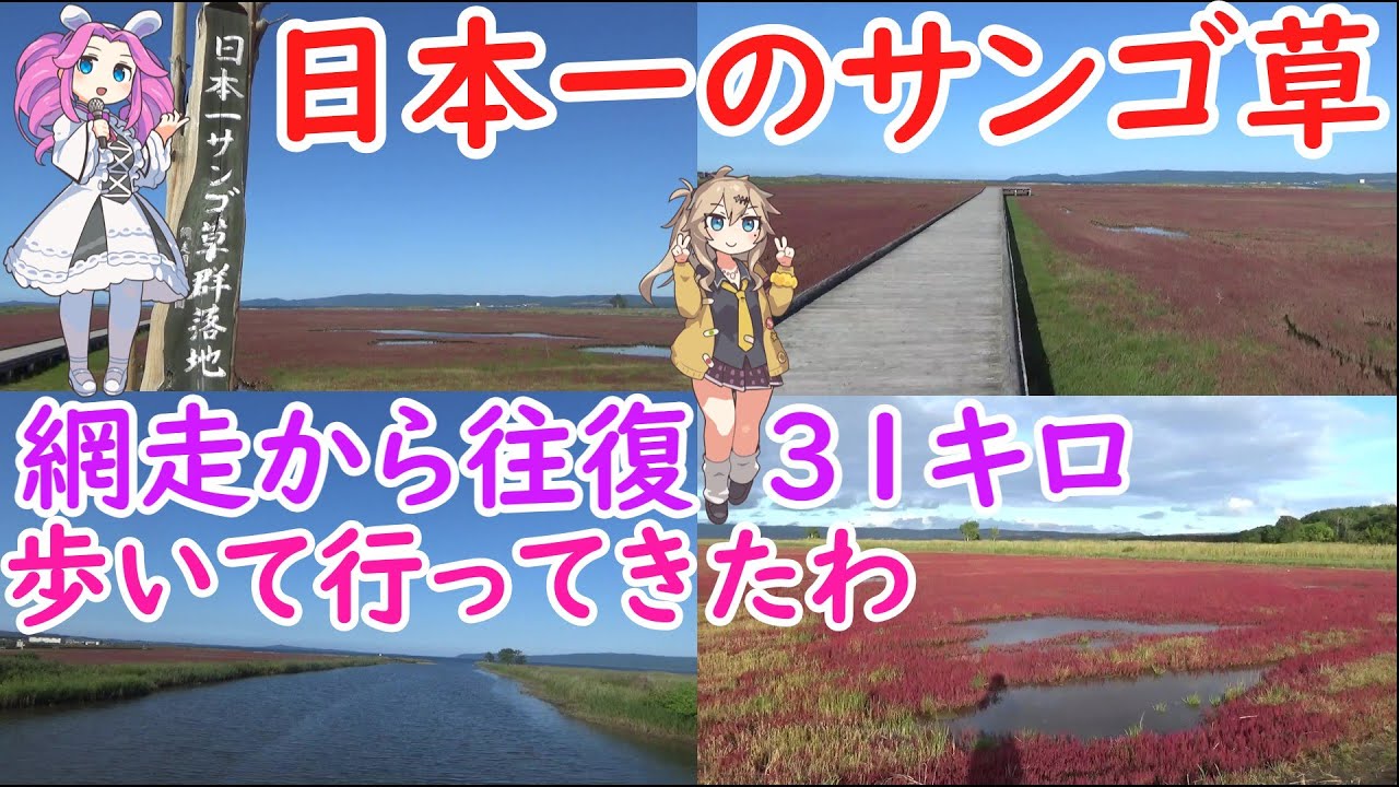 網走にある能取湖の真っ赤なサンゴ草が一面に広がる景色を紹介します往復３１キロほど歩いて紹介します