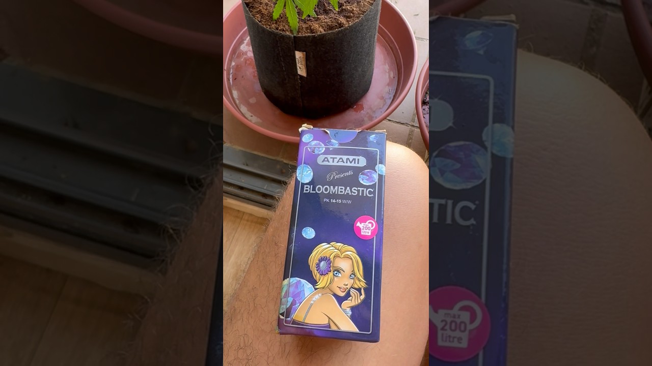 Вношу atami bloombastic последний раз и до самого урожая буду лить чистую воду (flush) #flush #бошки